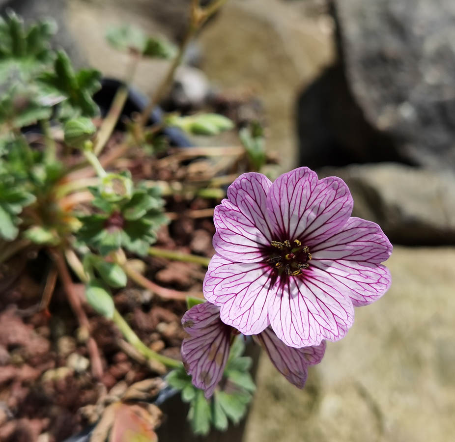 Geranium cinereum 'Ballerina'